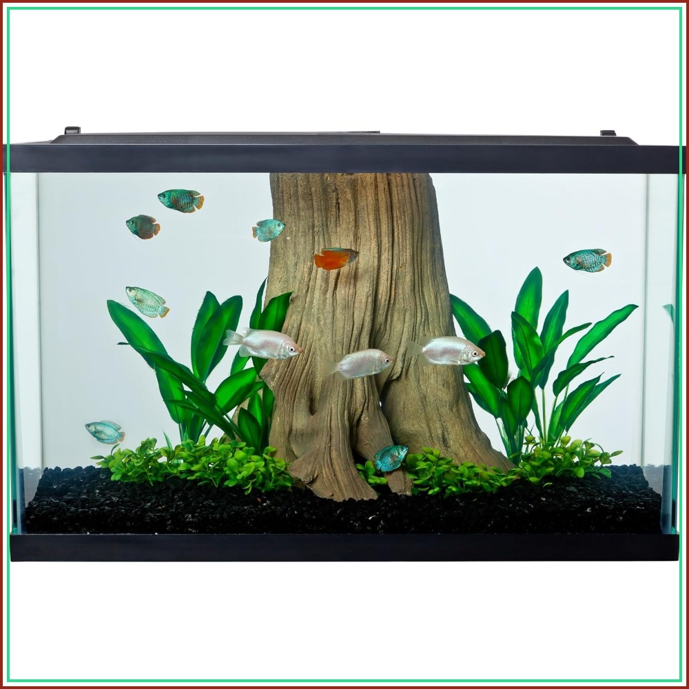 Tetra Fish In Aquarium - Tetra Glass Aquarium 29 Gallons, Rectangular