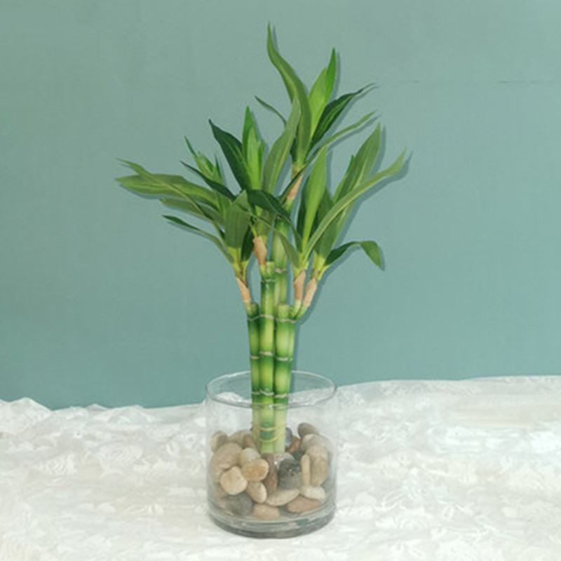 New 40cm rFtificial Lucky Bamb - огляд і ціна Aquarium Fish Saltwater
