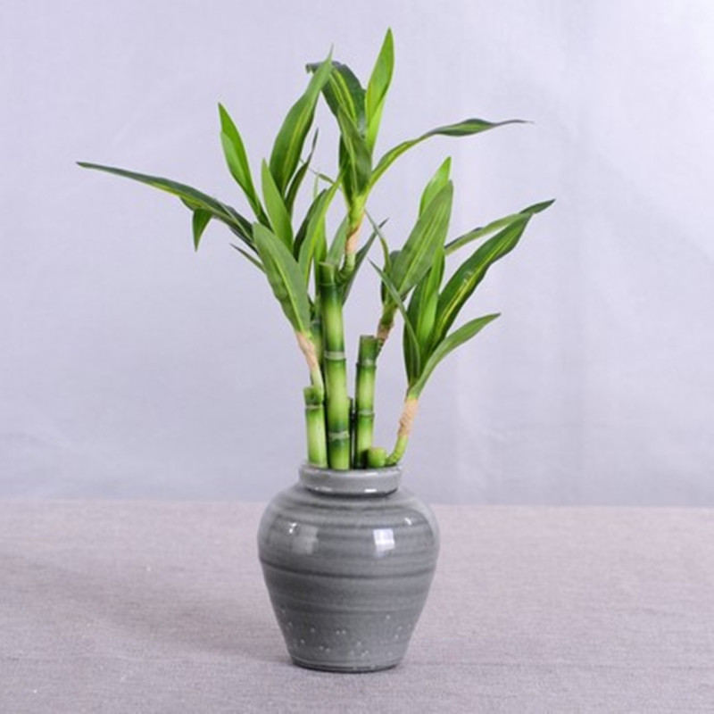 New 40cm rFtificial Lucky Bamb - огляд і ціна Aquarium Fish Saltwater