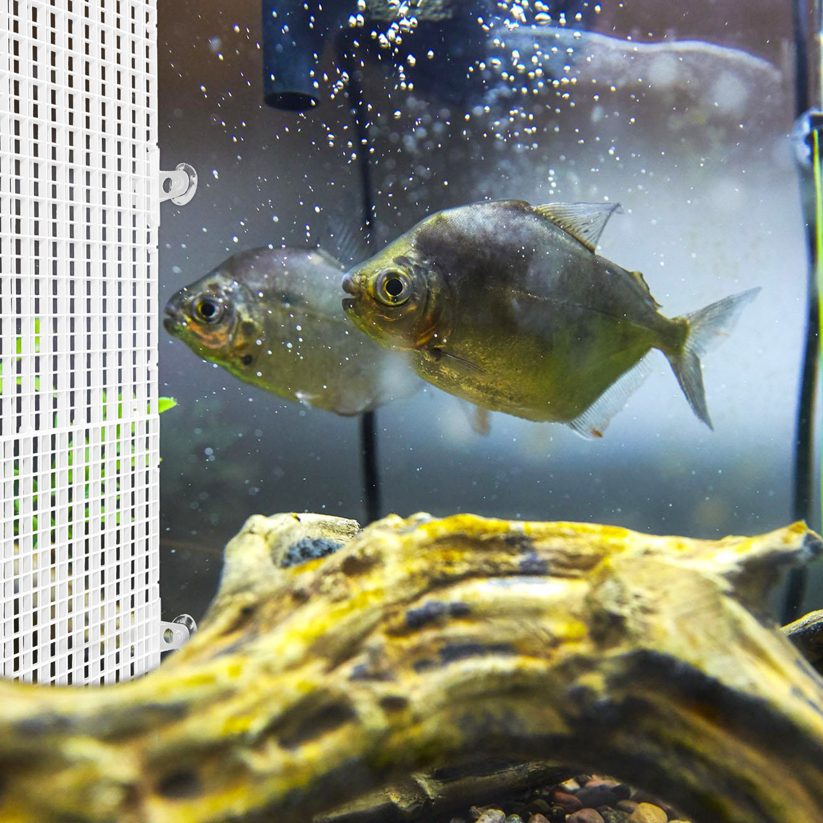 2Pcs Aquarium Divider Tray Pla - огляд і ціна Aquarium Fish Rate