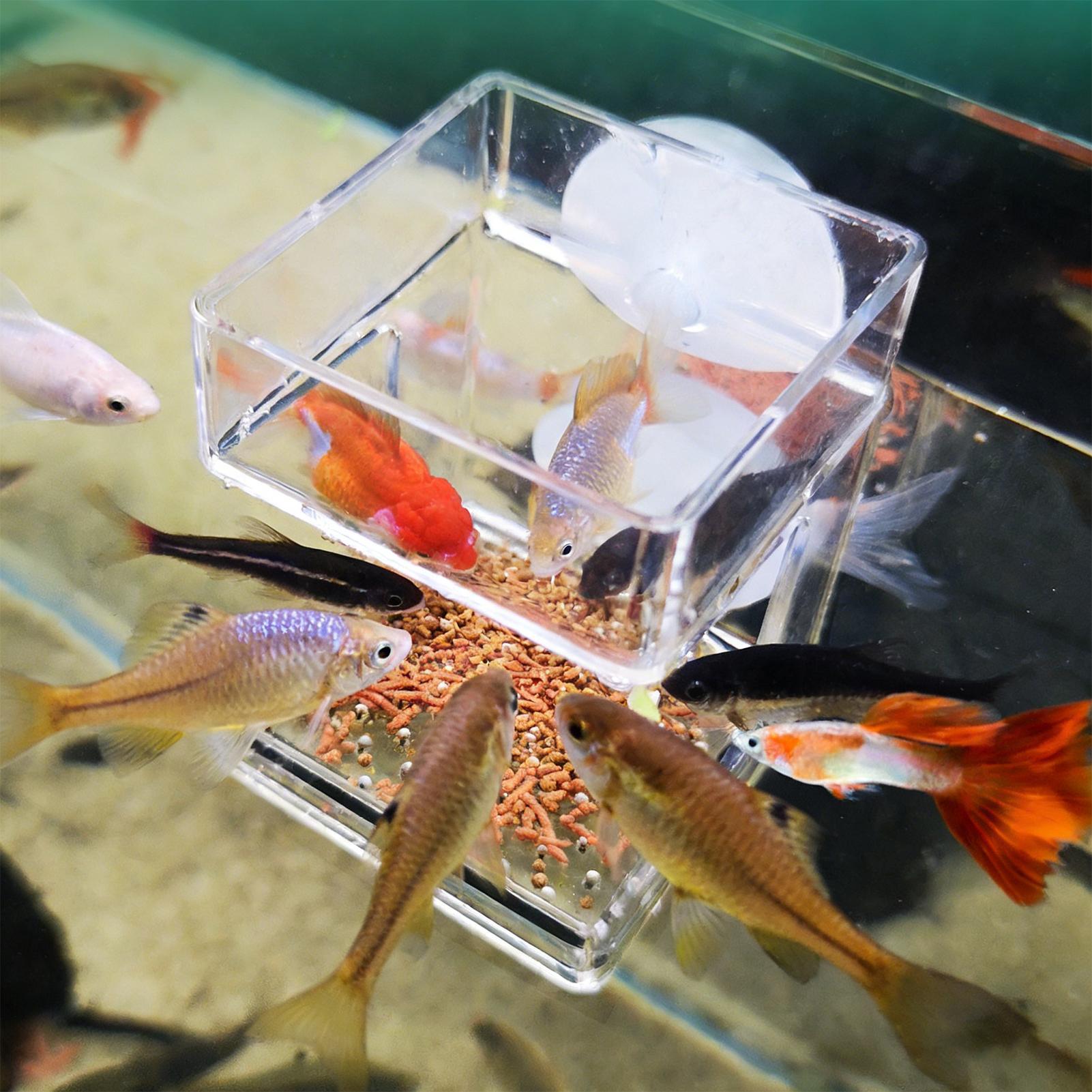 Aquarium Feeder Suction Cup Aq - огляд і ціна Tetra Fish In Aquarium