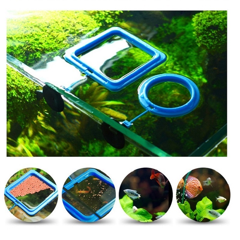 Fish Feeding Ring Feeder Fishi - огляд і ціна Tetra Fish In Aquarium